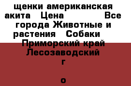 щенки американская акита › Цена ­ 30 000 - Все города Животные и растения » Собаки   . Приморский край,Лесозаводский г. о. 